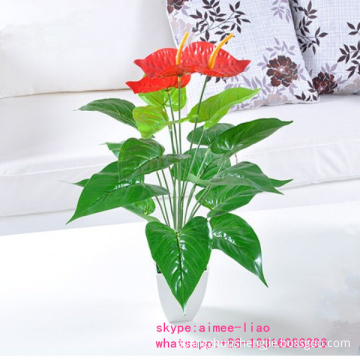 Q091213 Chinese anthurium flowers plants indoor ornamental bonsai plants for sale